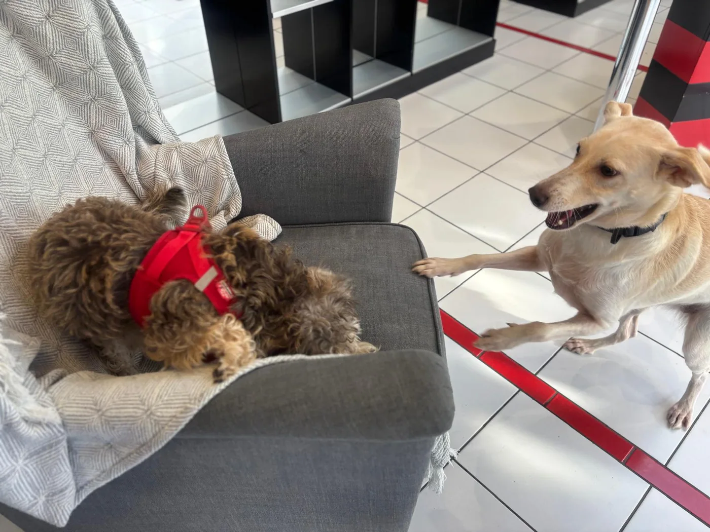 Flo und ein Gast beim Kennenlernen