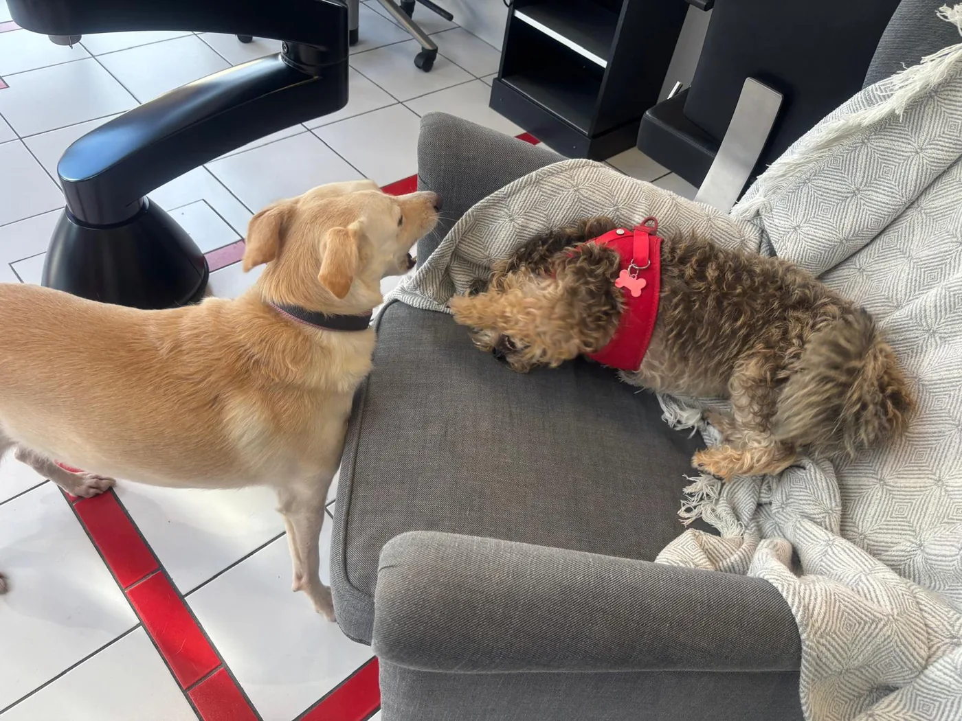 Flo besucht einen Hund auf seinem Sessel