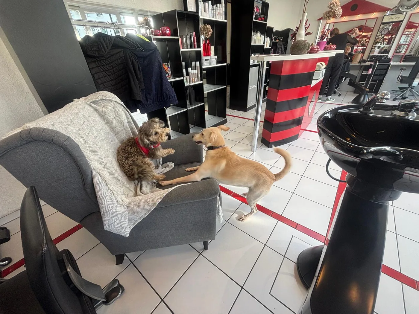 Salonhund Flo begrüsst einen vierbeinigen Gast im Salon