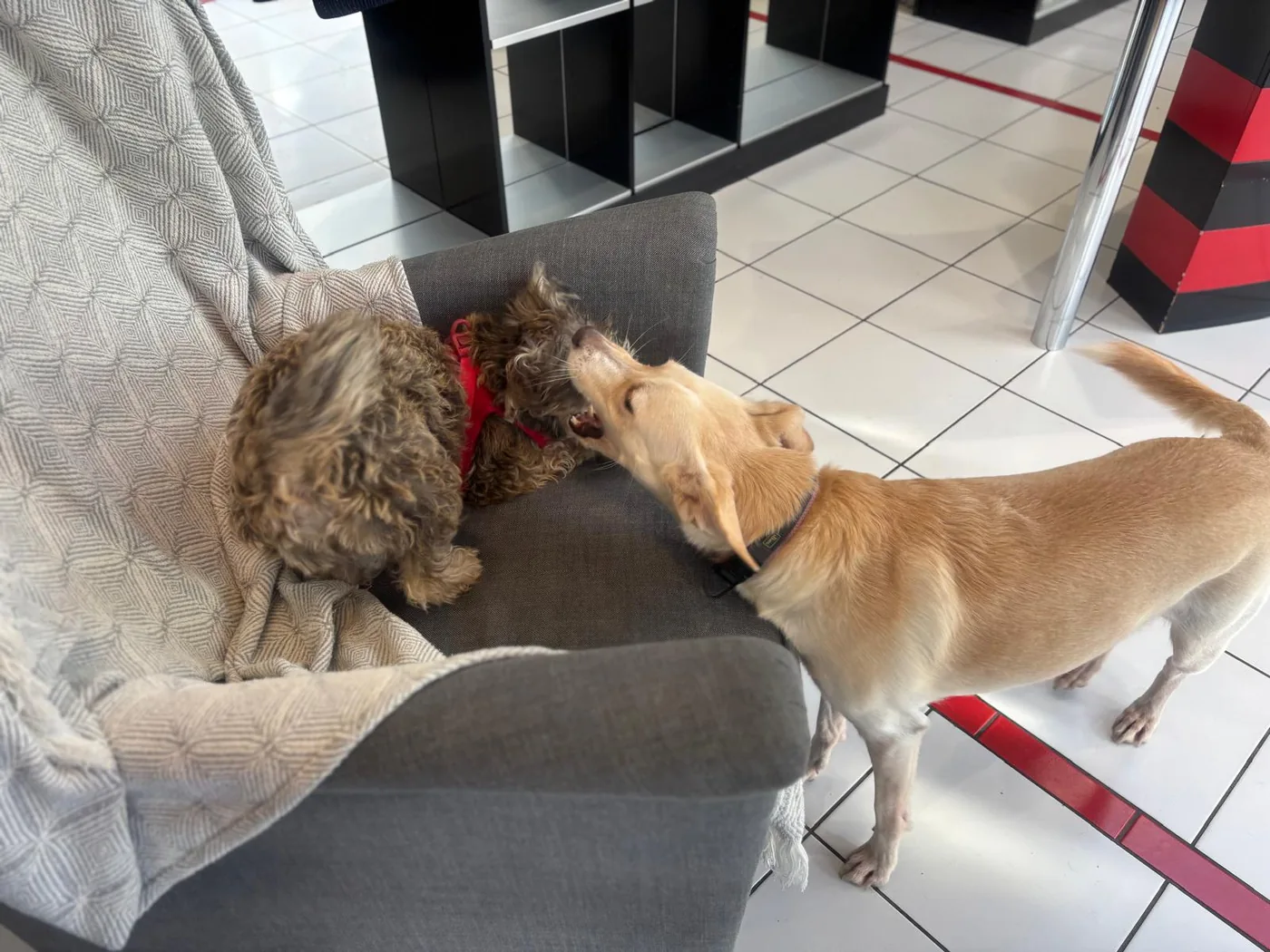 Flo spielt mit einem vierbeinigen Gast im Salon