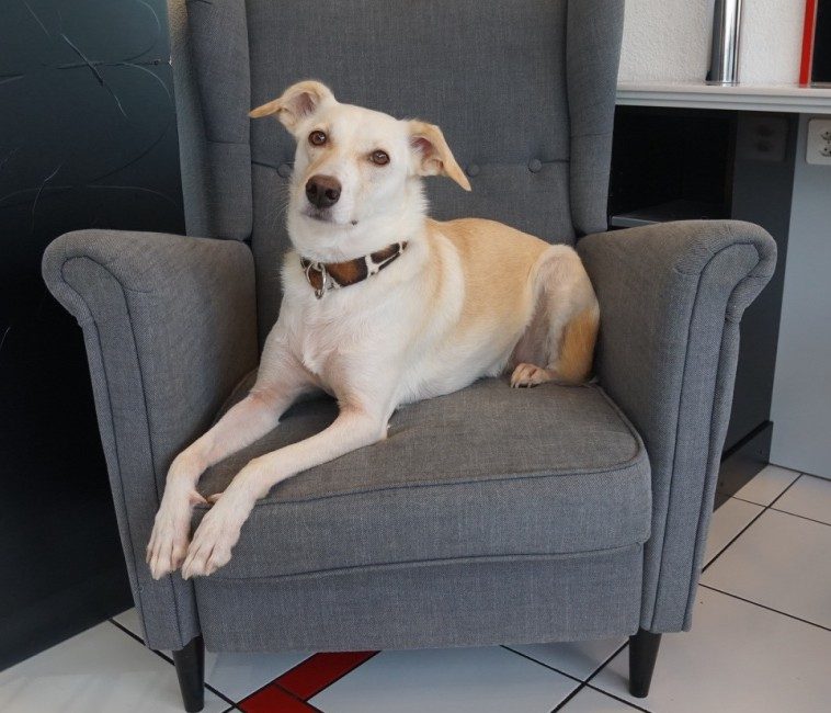 Flo, der Salonhund von Coiffure Carmen